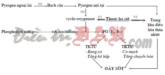 Thuốc giảm đau chống viêm Non-Steroid