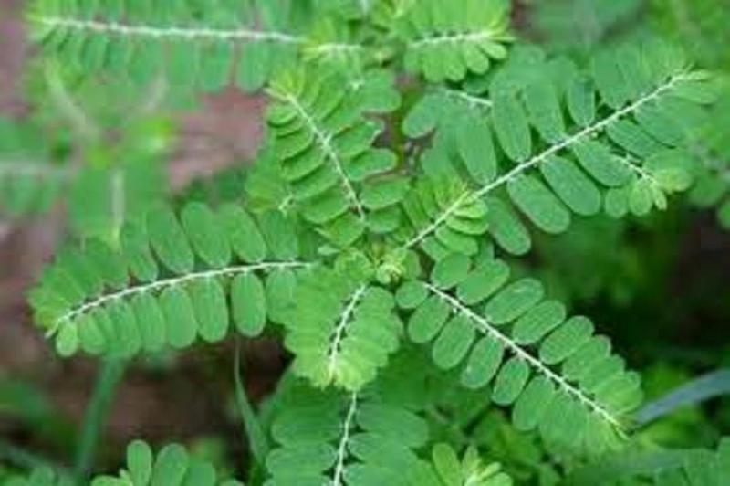 Bài thuốc chữa bệnh viêm gan mạn tính