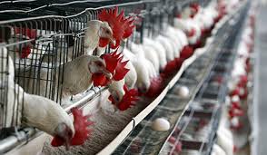 Dịch cúm A (H7N9) tiếp tục diễn biến phức tạp, khó lường